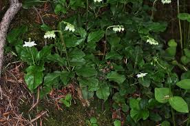 Attēlu rezultāti vaicājumam “Orthilia secunda bud”