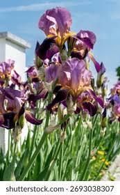 Attēlu rezultāti vaicājumam “Iridaceae”