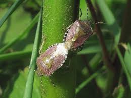 Attēlu rezultāti vaicājumam “Dolycoris baccarum”