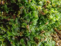 Attēlu rezultāti vaicājumam “Aneura pinguis”