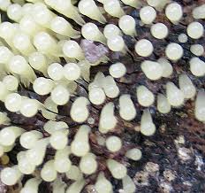 Attēlu rezultāti vaicājumam “Badhamia panicea spores”