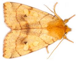 Attēlu rezultāti vaicājumam “Enargia paleacea”