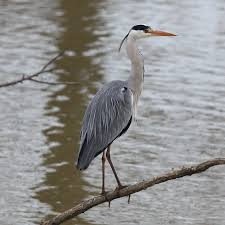 Attēlu rezultāti vaicājumam “Ardea cinerea”