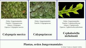 Attēlu rezultāti vaicājumam “Calypogeia suecica”