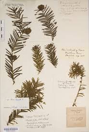 Attēlu rezultāti vaicājumam “Taxus baccata bud”