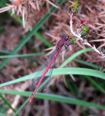 Attēlu rezultāti vaicājumam “Pyrrhosoma nymphula”