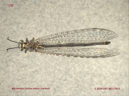 Attēlu rezultāti vaicājumam “Myrmeleontidae imago”