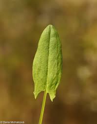 Attēlu rezultāti vaicājumam “Rumex acetosa leaf”
