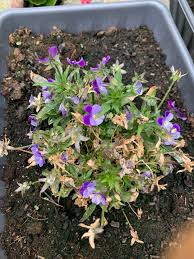 Attēlu rezultāti vaicājumam “Viola epipsila”