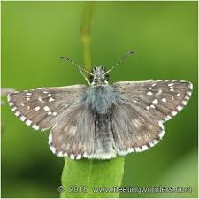 Attēlu rezultāti vaicājumam “Pyrgus serratulae”