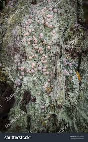 Attēlu rezultāti vaicājumam “Icmadophila ericetorum”