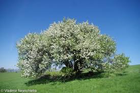 Attēlu rezultāti vaicājumam “Pyrus pyraster”