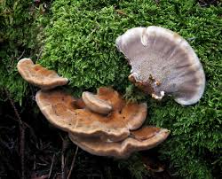 Attēlu rezultāti vaicājumam “Reticularia lycoperdon young”