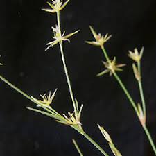 Attēlu rezultāti vaicājumam “Juncus bufonius bud”