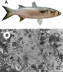 Image result for Mugil cephalus