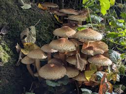 Attēlu rezultāti vaicājumam “Pholiota squarrosa”