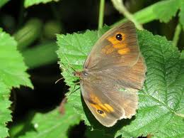 Attēlu rezultāti vaicājumam “Maniola jurtina male”