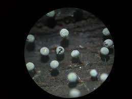 Attēlu rezultāti vaicājumam “Craterium aureonucleatum spores”