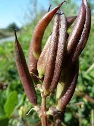 Attēlu rezultāti vaicājumam “Astragalus glycyphyllos fruit”