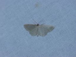 Attēlu rezultāti vaicājumam “Idaea sylvestraria”