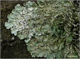 Attēlu rezultāti vaicājumam “Punctelia subrudecta”