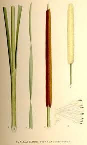 Attēlu rezultāti vaicājumam “Typha angustifolia  fruit”