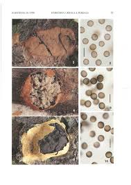 Attēlu rezultāti vaicājumam “Fuligo luteonitens macro”