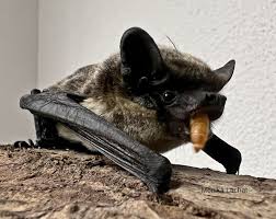 Attēlu rezultāti vaicājumam “Vespertilio murinus”