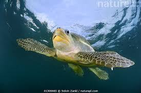 Image result for Lepidochelys olivacea