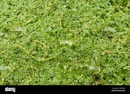 Attēlu rezultāti vaicājumam “Callitriche cophocarpa leaf”