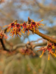 Attēlu rezultāti vaicājumam “Hamamelis vernalis flower”