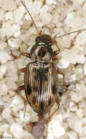 Attēlu rezultāti vaicājumam “Bembidion sp.”
