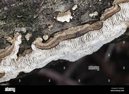 Attēlu rezultāti vaicājumam “Datronia mollis”