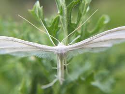 Attēlu rezultāti vaicājumam “Pterophorus pentadactyla”
