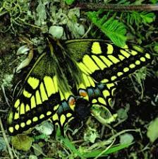 Attēlu rezultāti vaicājumam “Papilio machaon upperside”