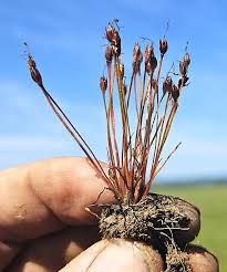 Attēlu rezultāti vaicājumam “Juncus capitatus fruit”