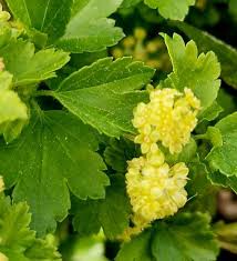 Attēlu rezultāti vaicājumam “Ribes alpinum leaf”