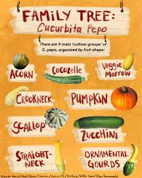 Attēlu rezultāti vaicājumam “Cucurbita pepo fruit”