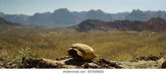 Image result for mountain top seashell