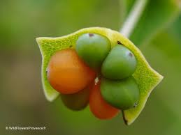 Attēlu rezultāti vaicājumam “Lonicera caprifolium fruit”