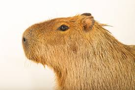 Attēlu rezultāti vaicājumam “Hydrochoerus hydrochaeris”