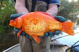 Attēlu rezultāti vaicājumam “Carassius auratus”