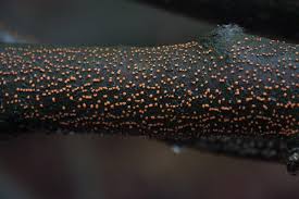 Attēlu rezultāti vaicājumam “Nectria cinnabarina”