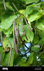 Attēlu rezultāti vaicājumam “Catalpa ovata fruit”