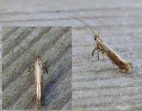 Attēlu rezultāti vaicājumam “Calybites phasianipennella”