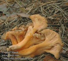 Attēlu rezultāti vaicājumam “Cantharellus lutescens”