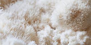 Attēlu rezultāti vaicājumam “Erinaceus sp.”