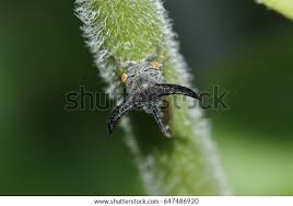 Attēlu rezultāti vaicājumam “Empoasca sp.”