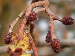 Attēlu rezultāti vaicājumam “Alnus incana female flower”