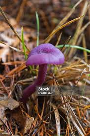Attēlu rezultāti vaicājumam “Laccaria amethystina”